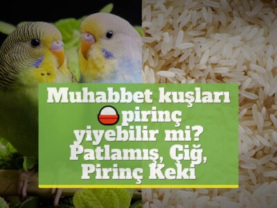 Muhabbet kuşları pirinç yiyebilir mi? [Patlamış, Çiğ, Pirinç Keki]