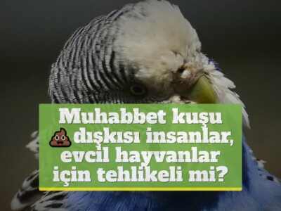 Muhabbet kuşu dışkısı insanlar, evcil hayvanlar için tehlikeli mi?