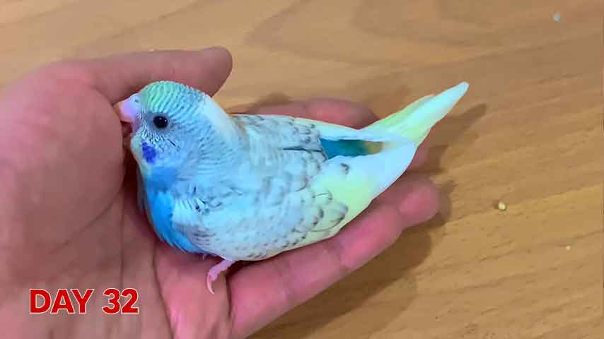 Muhabbet kuşu yavru büyüme aşamaları [+2 Farklı Örnek]
