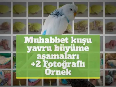 Muhabbet kuşu yavru büyüme aşamaları [+2 Fotoğraflı Örnek]