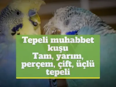 Tepeli muhabbet kuşu [Tam, yarım, perçem, çift, üçlü tepeli]