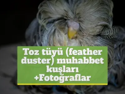 Toz tüyü (feather duster) muhabbet kuşları [+Fotoğraflar]