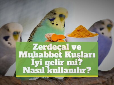 Zerdeçal ve Muhabbet Kuşları [İyi gelir mi? Nasıl kullanılır?]