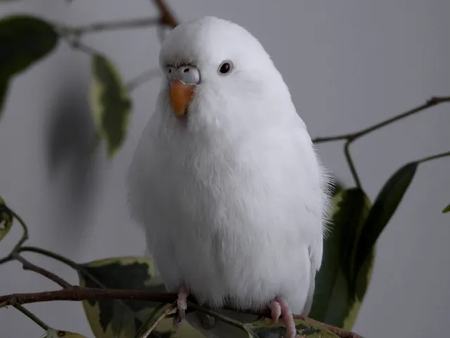 Albino Muhabbet Kuşu [Özellikleri, Konuşur Mu?, Cinsiyet Ayrımı]