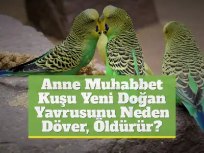 Anne Muhabbet Kuşu Yeni Doğan Yavrusunu Neden Döver, Öldürür?