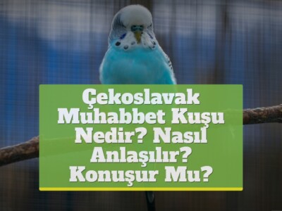 Çekoslavak Muhabbet Kuşu Nedir? Nasıl Anlaşılır? Konuşur Mu?