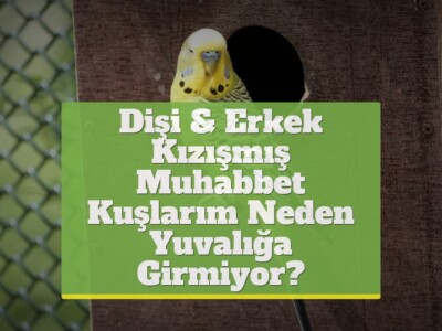 Dişi & Erkek Kızışmış Muhabbet Kuşlarım Neden Yuvalığa Girmiyor?