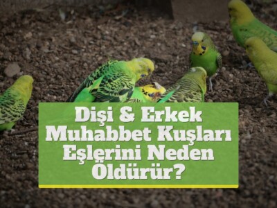Dişi & Erkek Muhabbet Kuşları Eşlerini Neden Öldürür?