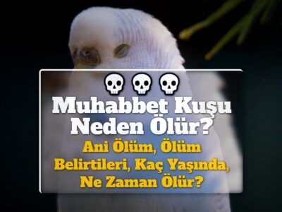 Dişi & Erkek Muhabbet Kuşu Ani Ölüm, Ölüm Nedenleri & Belirtileri