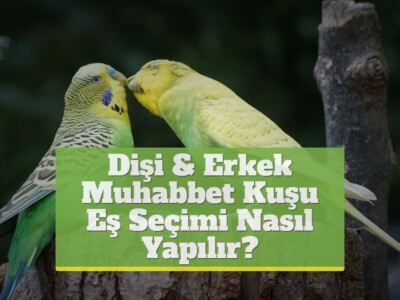 Dişi & Erkek Muhabbet Kuşu Eş Seçimi Nasıl Yapılır?