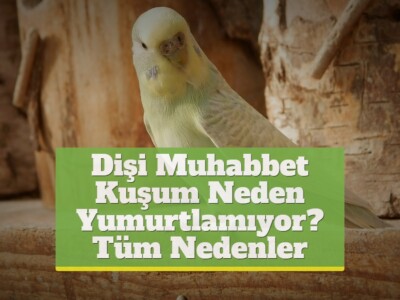 Dişi Muhabbet Kuşum Neden Yumurtlamıyor? [Tüm Nedenler]