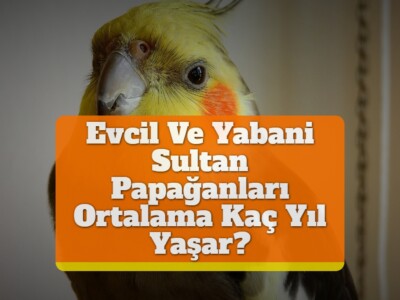 Evcil Ve Yabani Sultan Papağanları Ortalama Kaç Yıl Yaşar?