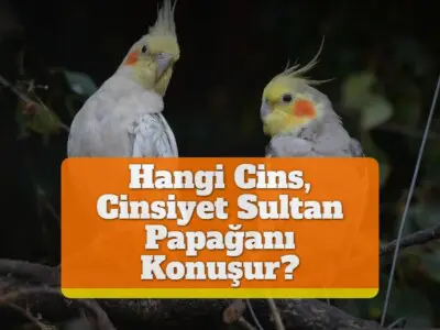 Hangi Cins, Cinsiyet Sultan Papağanı Konuşur?