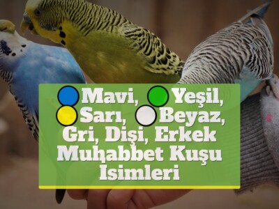 Mavi, Yeşil, Sarı, Beyaz, Gri, Dişi, Erkek Muhabbet Kuşu İsimleri