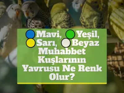 Mavi, Yeşil, Sarı, Beyaz Muhabbet Kuşlarının Yavrusu Ne Renk Olur?
