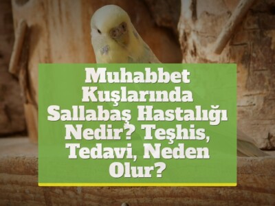 Muhabbet Kuşlarında Sallabaş Hastalığı Nedir? [Teşhis, Tedavi, Neden Olur?]