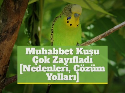 Muhabbet Kuşu Çok Zayıfladı [Nedenleri, Çözüm Yolları]