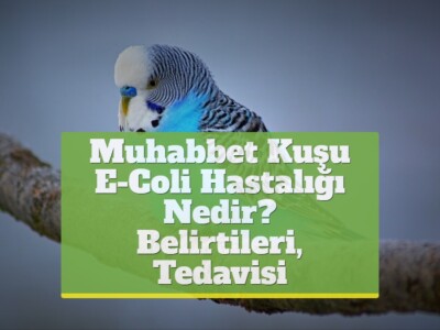 Muhabbet Kuşu E-Coli Hastalığı Nedir? [Belirtileri, Tedavisi]