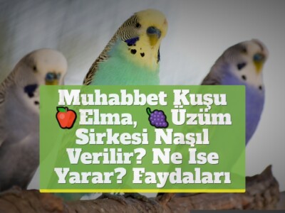 Muhabbet Kuşu Elma, Üzüm Sirkesi [Nasıl Verilir? Ne İse Yarar? Faydaları]