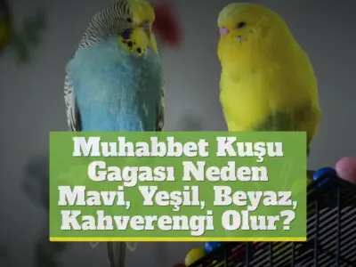 Muhabbet Kuşu Gagası Neden Mavi, Yeşil, Beyaz, Kahverengi Olur?