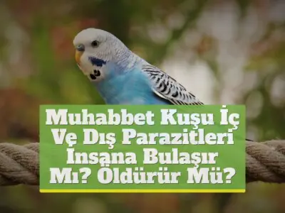 Muhabbet Kuşu İç Ve Dış Parazitleri İnsana Bulaşır Mı? Öldürür Mü?