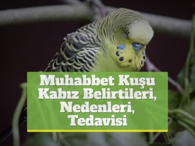 Muhabbet Kuşu Kabız Belirtileri, Nedenleri, Tedavisi