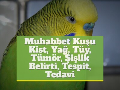 Muhabbet Kuşu Kist, Yağ, Tüy, Tümör, Şişlik [Belirti, Tespit, Tedavi]