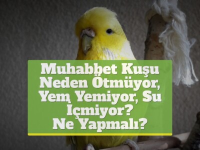 Muhabbet Kuşu Neden Ötmüyor, Yem Yemiyor, Su İçmiyor? [Ne Yapmalı?]