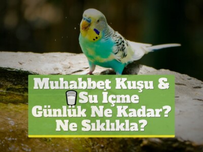 Muhabbet Kuşu & Su İçme [Günlük Ne Kadar? Ne Sıklıkla?]