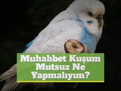 Muhabbet Kuşum Mutsuz Ne Yapmalıyım?