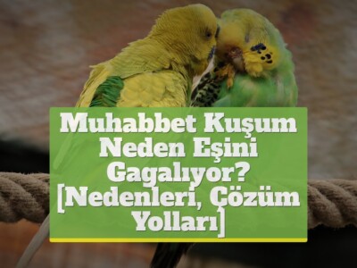 Muhabbet Kuşum Neden Eşini Gagalıyor? [Nedenleri, Çözüm Yolları]