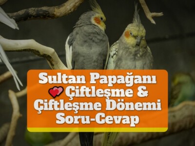 Sultan Papağanı Çiftleşme & Çiftleşme Dönemi [Soru-Cevap]