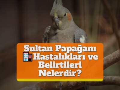 Sultan Papağanı Hastalıkları ve Belirtileri Nelerdir?