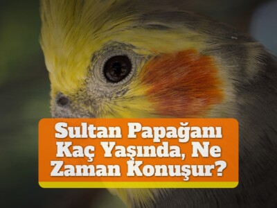 Sultan Papağanı Kaç Yaşında, Ne Zaman Konuşur?