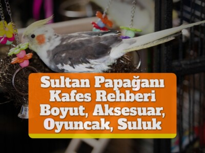 Sultan Papağanı Kafes Rehberi [Boyut, Aksesuar, Oyuncak, Suluk]