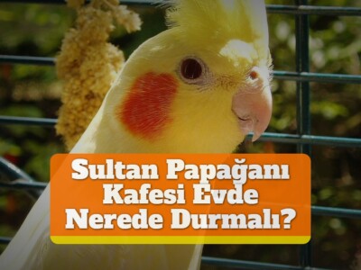 Sultan Papağanı Kafesi Evde Nerede Durmalı?