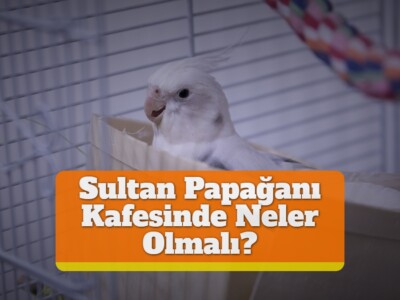 Sultan Papağanı Kafesinde Neler Olmalı?