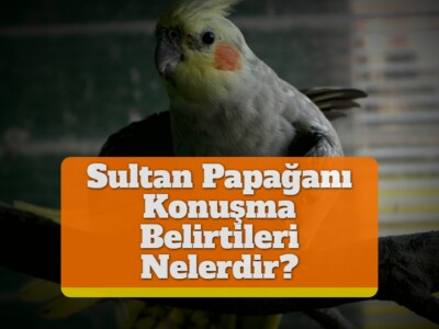 Sultan Papağanı Konuşma Belirtileri Nelerdir?