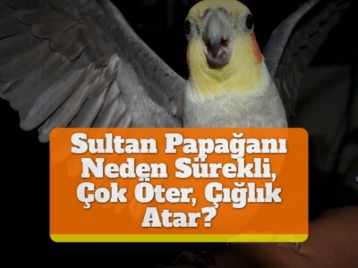 Sultan Papağanı Neden Sürekli, Çok Öter, Çığlık Atar?