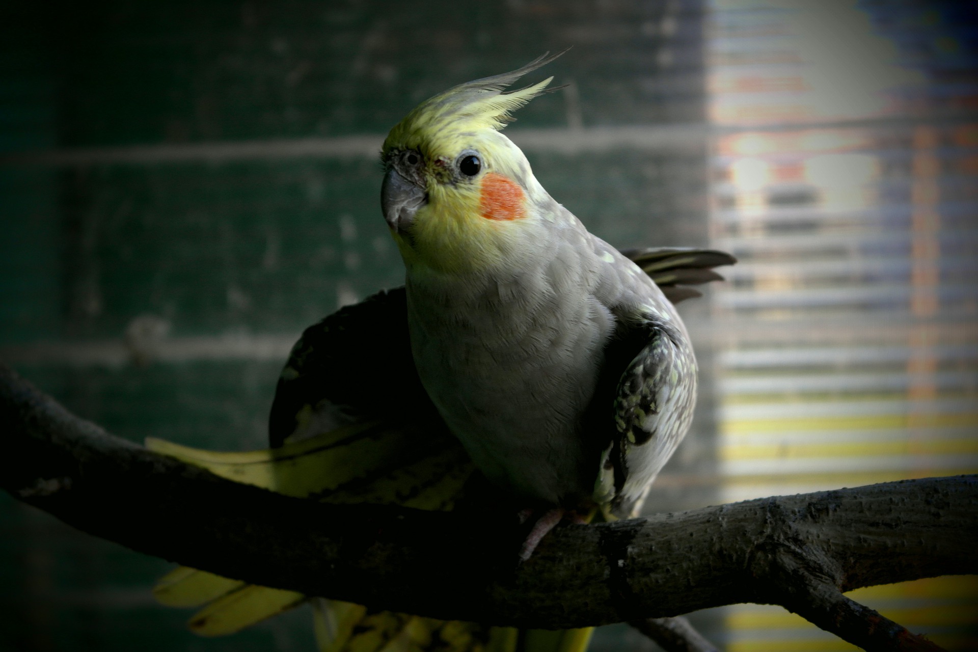 Sultan Papağanı Fotoğrafı