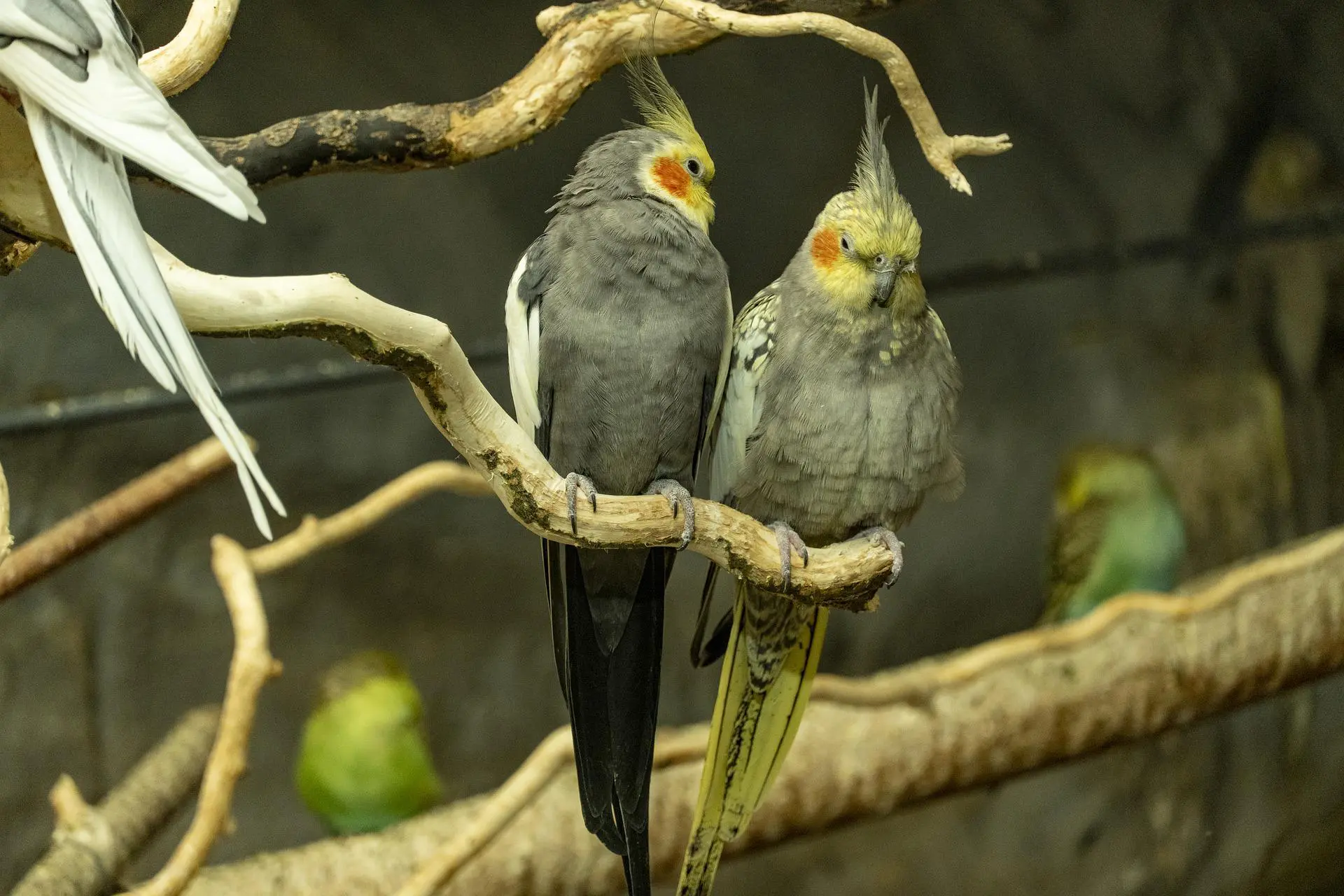 Sultan Papağanları Fotoğrafı