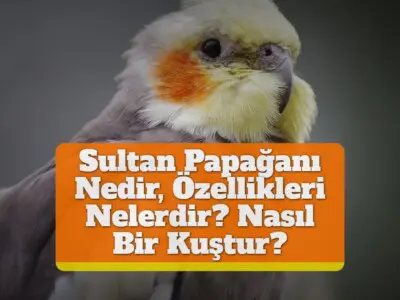 Sultan Papağanı Nedir, Özellikleri Nelerdir? Nasıl Bir Kuştur?