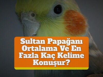 Sultan Papağanı Ortalama Ve En Fazla Kaç Kelime Konuşur?