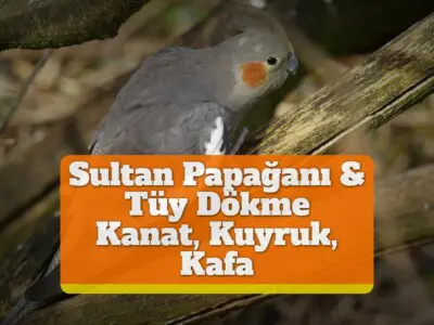 Sultan Papağanı & Tüy Dökme [Kanat, Kuyruk, Kafa, Mevsim, Hastalık]