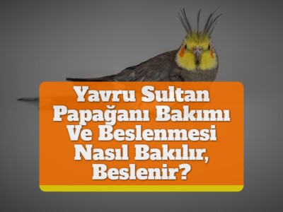 Yavru Sultan Papağanı Bakımı Ve Beslenmesi [Nasıl Bakılır, Beslenir?]￼