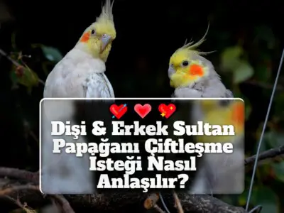 Dişi & Erkek Sultan Papağanı Çiftleşme İsteği Nasıl Anlaşılır?