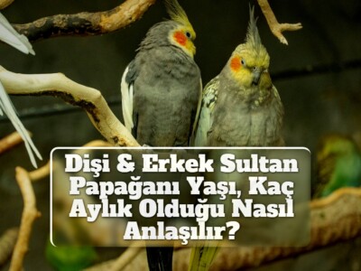 Dişi & Erkek Sultan Papağanı Yaşı, Kaç Aylık Olduğu Nasıl Anlaşılır?