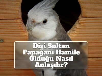 Dişi Sultan Papağanı Hamile Olduğu Nasıl Anlaşılır?