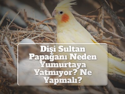 Dişi Sultan Papağanı Neden Yumurtaya Yatmıyor? Ne Yapmalı?