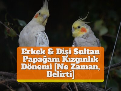 Erkek & Dişi Sultan Papağanı Kızgınlık Dönemi [Ne Zaman, Belirti]